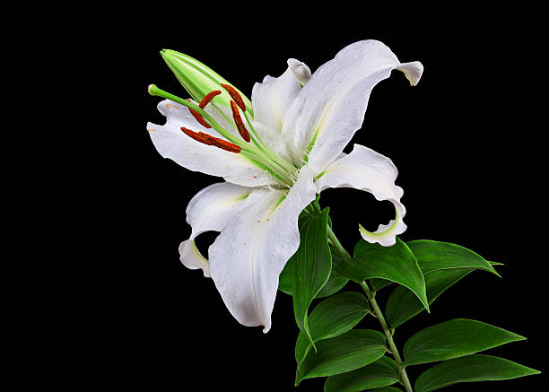 istock flowers lily isolated on black background 522423947