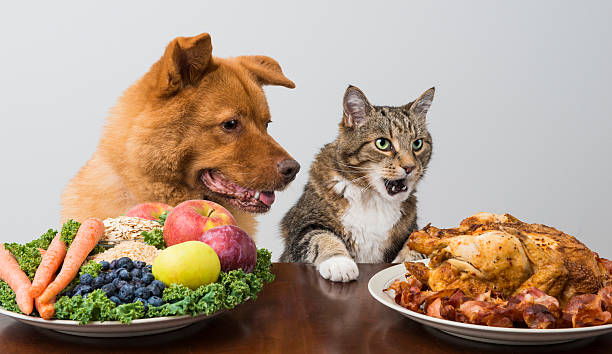 Dog and cat choosing between veggies and meat stock photo