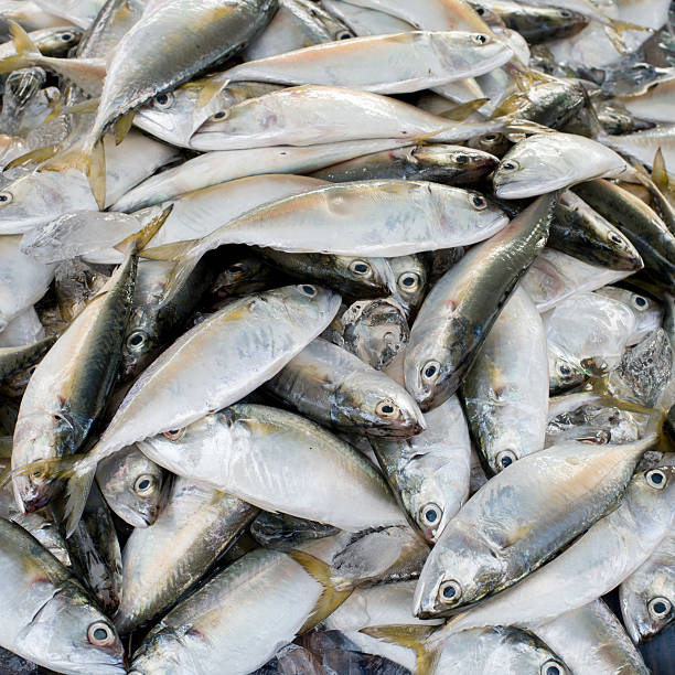 istock Fresh fish on ice on the market 522425319