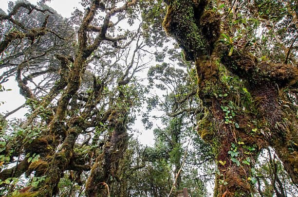 istock Mossy Forest of Gunung Brinchang, Cameron Highlands Malaysia 522425691