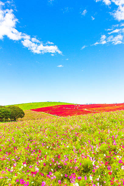istock Cosmos field and red Kochia hill 522433769