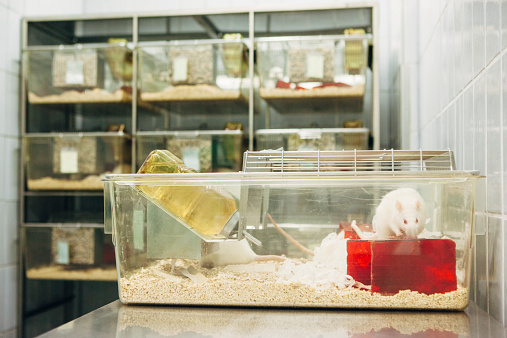 Investigación médica: Ratas albinas para los experimentos con animales en carcasa de plástico photo