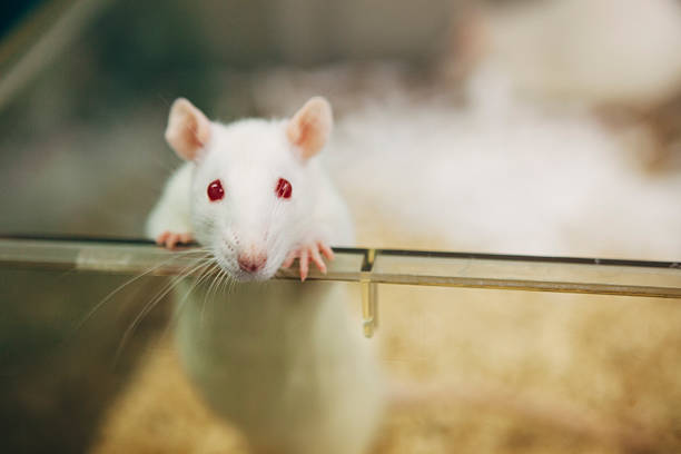 laboratory rat with red eyes looks out of plastic cage Medical Research: albino rat for animal experiments rat cage stock pictures, royalty-free photos & images