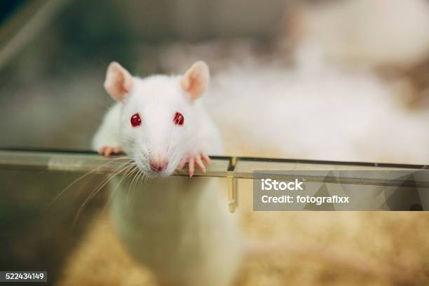 Laboratory Rat With Red Eyes Looks Out Of Plastic Cage Stok Fotoğraflar & Laboratuvar Faresi‘nin Daha Fazla Resimleri