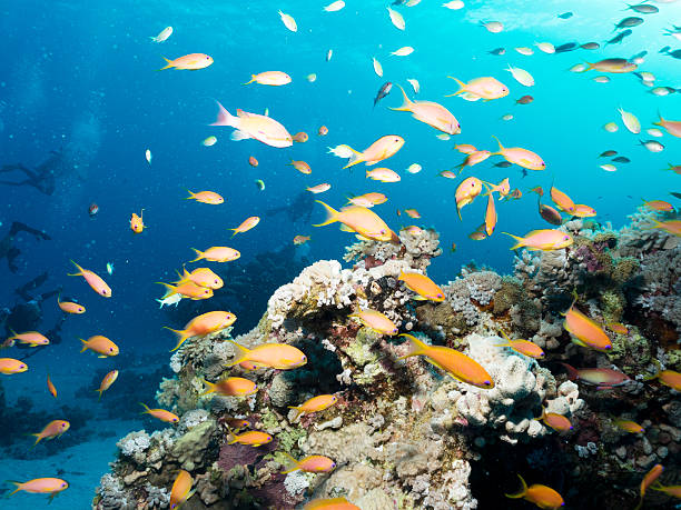 istock Lyretail Anthias in Coral Reef, Red Sea, Egypt 522436475