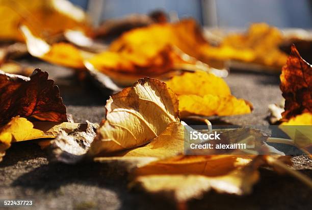Autumn Leaves Stock Photo - Download Image Now - Autumn, Extreme Close-Up, Falling