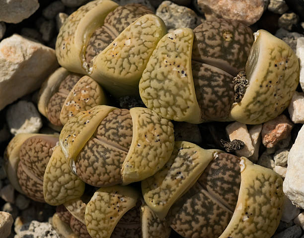 istock Lithops hookeri var. susannnae, South Africa 522437759