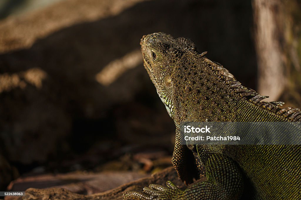 Green iguana Animal Stock Photo