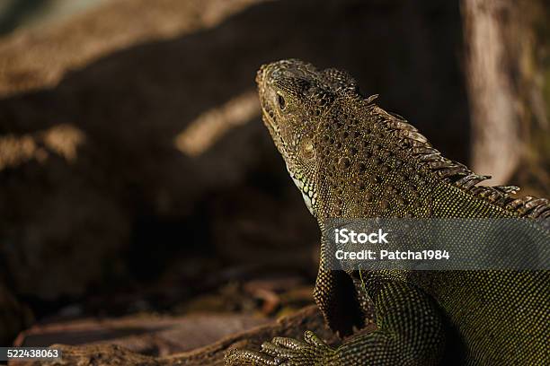 Green Iguana Stock Photo - Download Image Now - Animal, Animal Wildlife, Climate