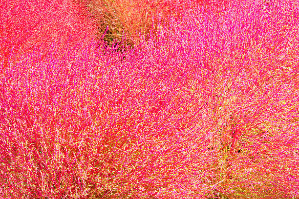 istock Field of red Kochia 522438635