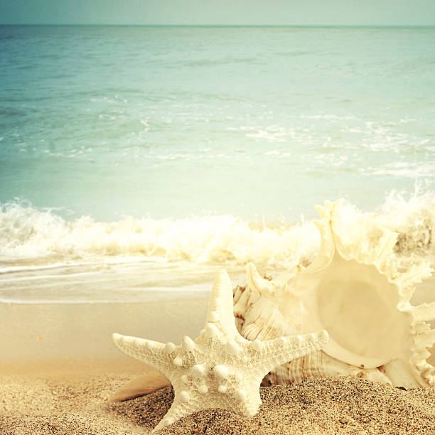 istock Starfish and seashell on the sandy beach 522438693