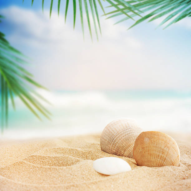 istock Landscape with stones and shells on tropical beach 522439359