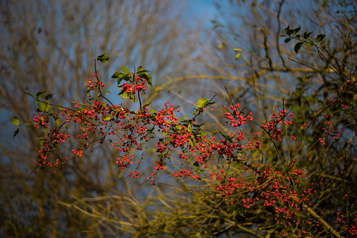 Autumn barberry bush covered with small red fruit.
