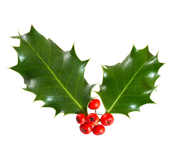 istock holly leaves and berries 522448281