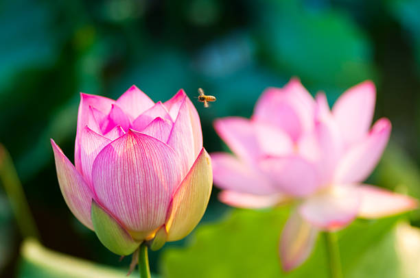 istock lotus flower blossom 522448817