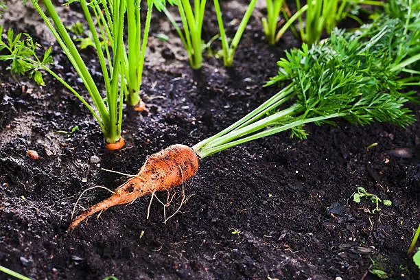 Photo of carrot on bed