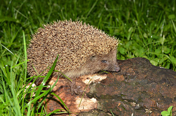 istock European hedgehog, Erinaceus concolor 522449719