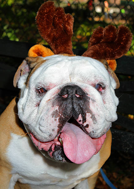 istock Bulldog Reindeer 522450985