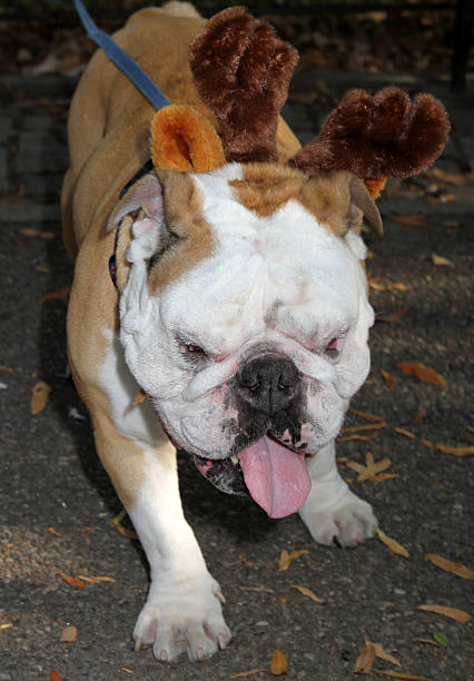 istock Bulldog in Reindeer Ears 522450993