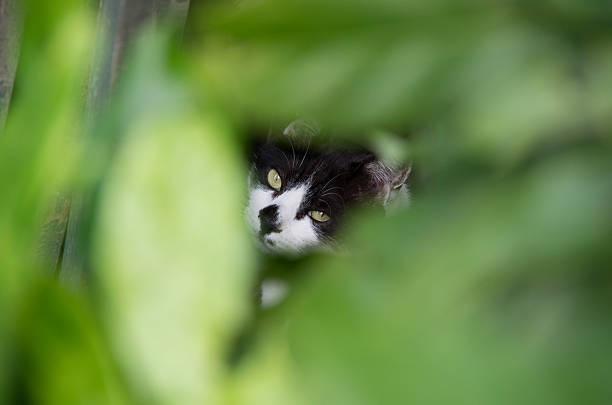 Cat hiding in a grass on the green lawn in summer