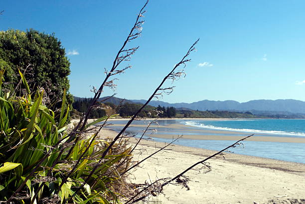 istock New Zealand Flax with distant Seascape 522452095