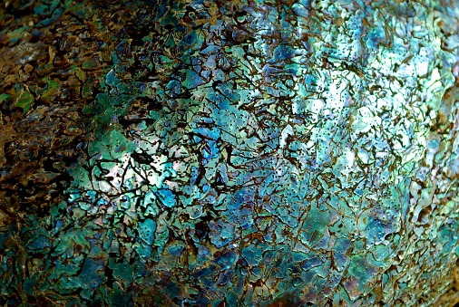 A close up of single Paua Shell (Abalone). Paua are found in shallow coastal waters along rocky shorelines of New Zealand. To the Maori and Kiwi's alike, the paua is seen as kai moana (seafood). It is also used in traditional and contemporary arts and crafts of New Zealand.