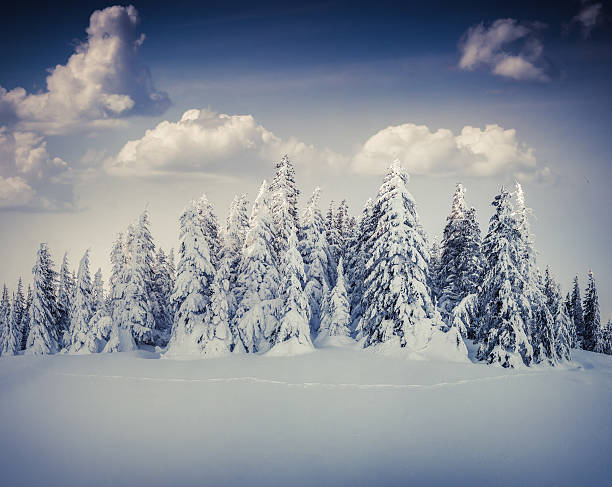 istock Beautiful winter landscape in the mountain forest. 522452187