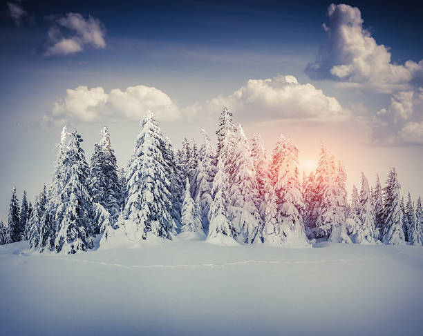 istock Beautiful winter sunrise in the mountain forest. 522452313