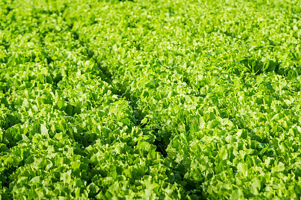 istock Endive plants in the field from close 522452549