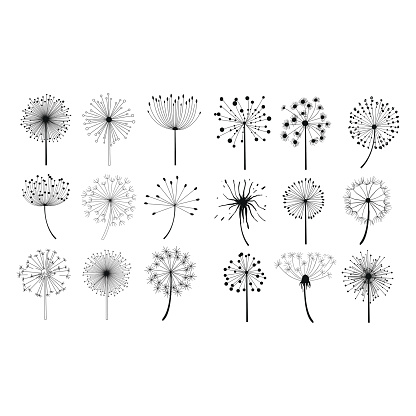 Dandelion Fluffy Seeds Flowers Hand Drawn Doodle Style Black And White Drawing Vector Icons Set 