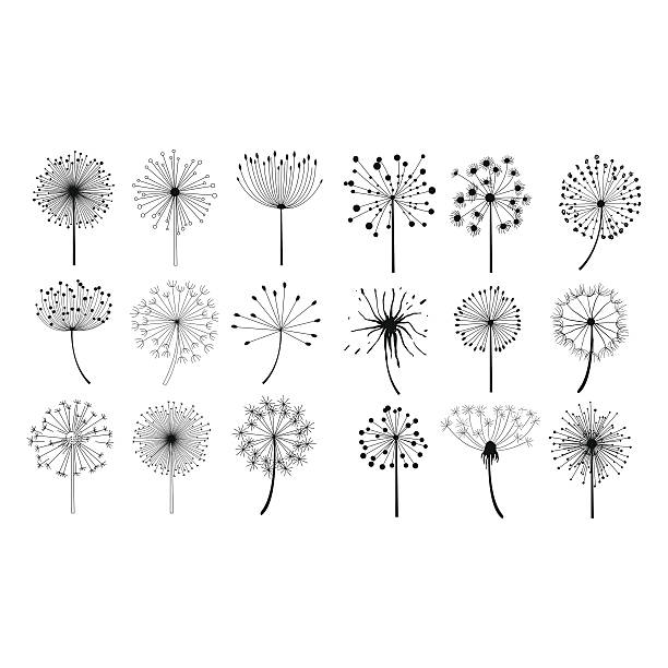 Dandelion Fluffy Seeds Flowers Set Dandelion Fluffy Seeds Flowers Hand Drawn Doodle Style Black And White Drawing Vector Icons Set  dandelion stock illustrations