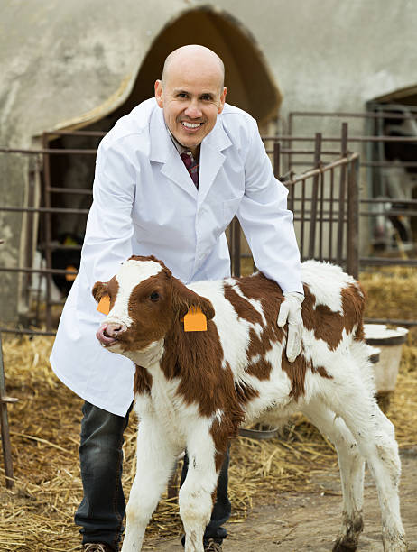 istock Employee nursing cattle in cowhouse 522452886