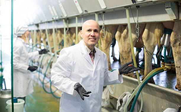 istock Farm staff  with cow milking machines 522453082