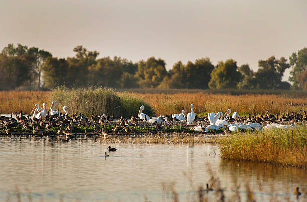 Migrating Pelicans and Canadian Geese and a few Mallards take a break from migration at a wildlife refuge in California's Central Valley.