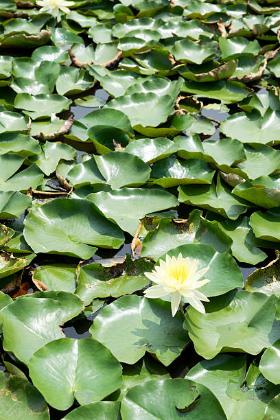istock Thai lotus in pond 522453425