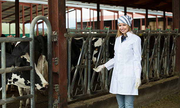 istock worker taking care of dairy herd 522453496