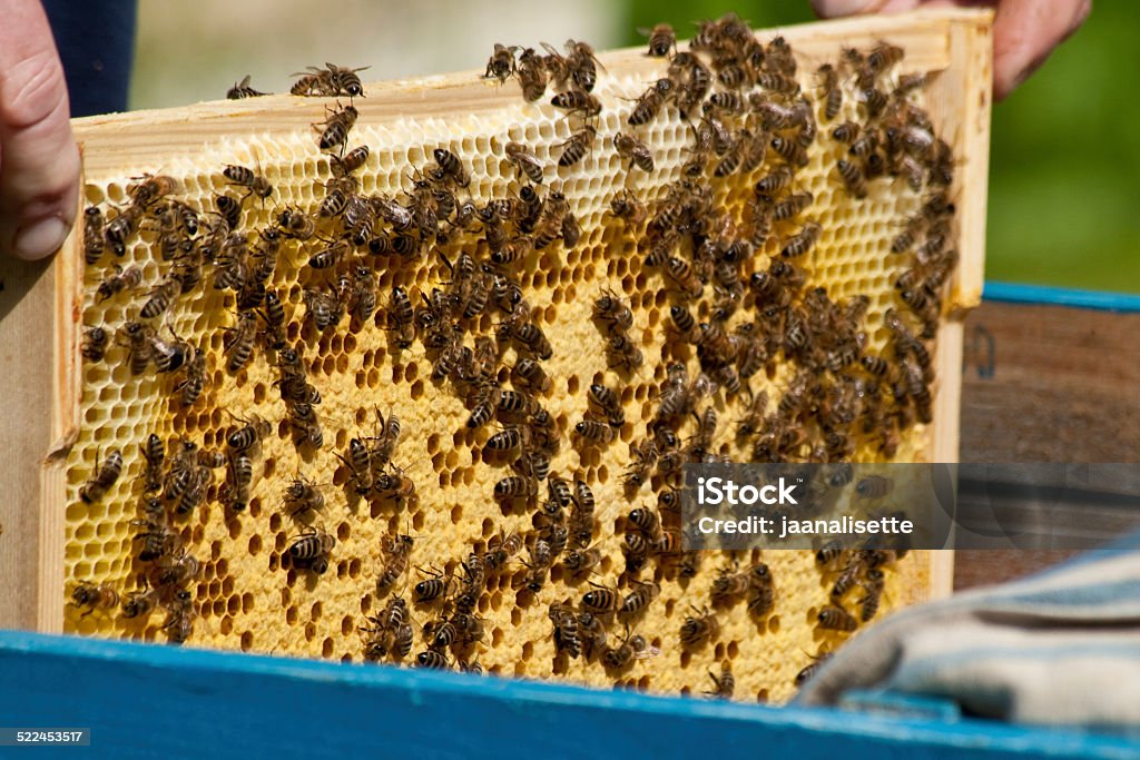 Bees Honey bees working on a honeycomb Animal Nest Stock Photo