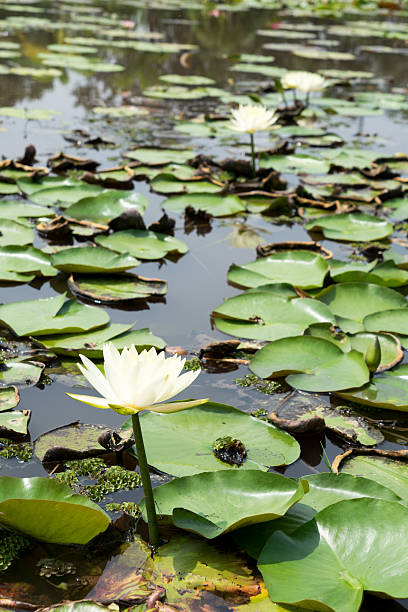 istock Thai lotus in pond 522453569