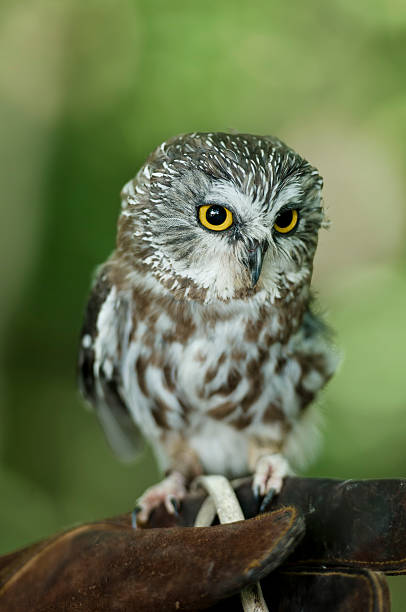 istock Northern Saw-Whet Owl perching on human hands 522454731