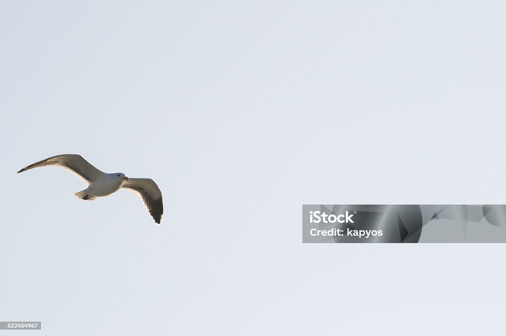 seagull seagull flying over blue sky Animal Stock Photo