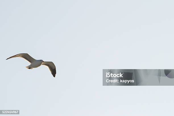 Seagull Stock Photo - Download Image Now - Animal, Animal Body Part, Animal Wildlife