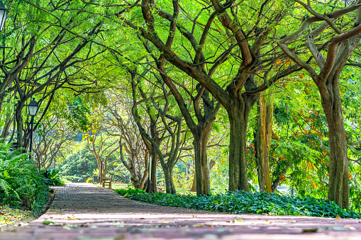 A walking and cycle pathway in Singapore with the branches of trees creating an arched tunnel.