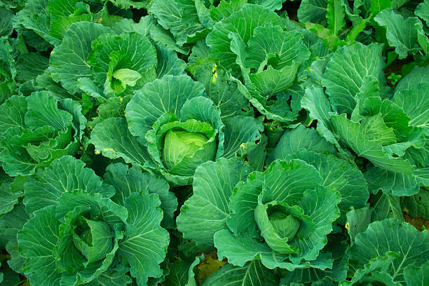 istock Fresh cabbage in the garden 522455047