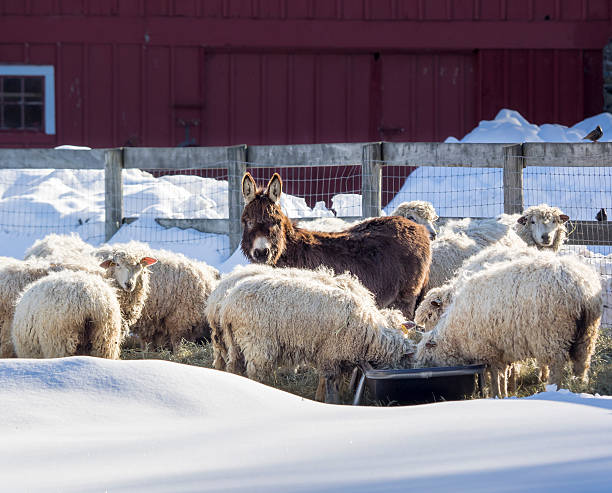 istock Sheep and Donkey in the Snow 522455602
