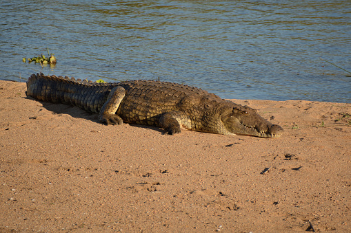 A large lone Nile Crocodile basking in the sunshine on a riverbank