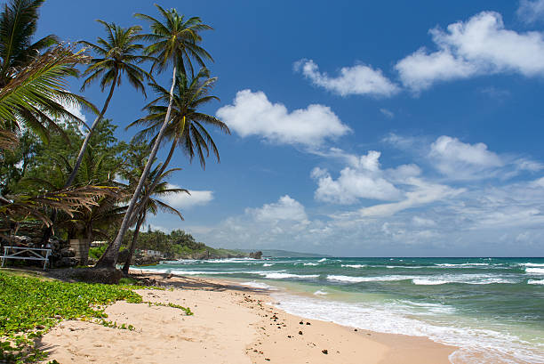 istock tropical beach on the caribbean island 522457586