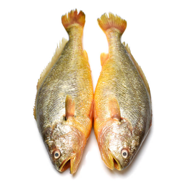 Yellow Croaker Fish Yellow Croaker Fish On White background raw croaker fish stock pictures, royalty-free photos & images