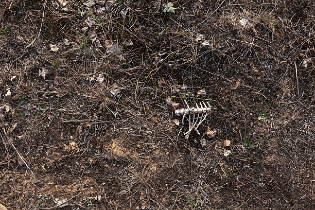 istock Animal rib bones on the ground 522458328