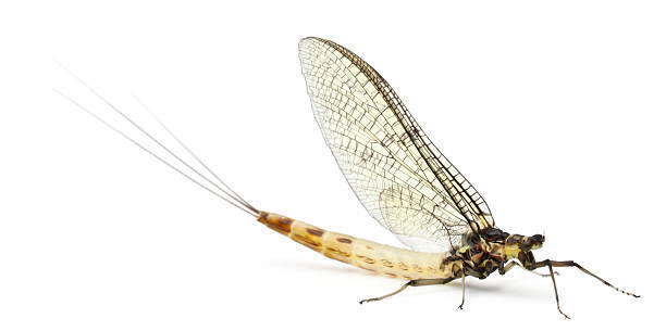 istock Mayfly, Ephemera danica, in front of white background 522458758