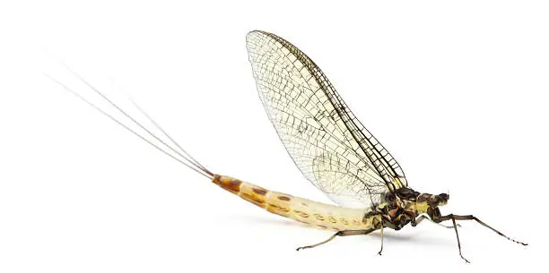 Photo of Mayfly, Ephemera danica, in front of white background